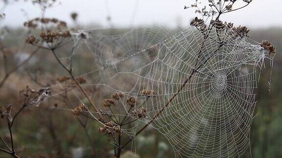 蜘蛛网和露水秋天