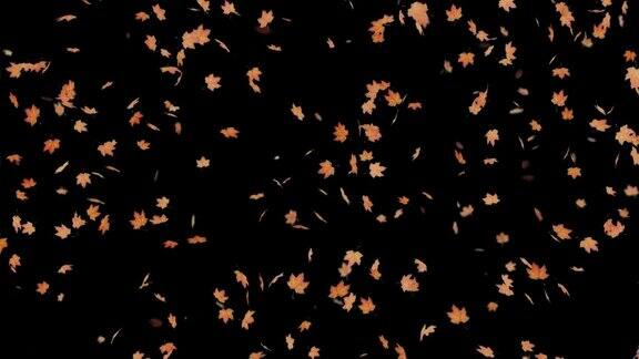 秋天落叶飘落的动画与透明的背景