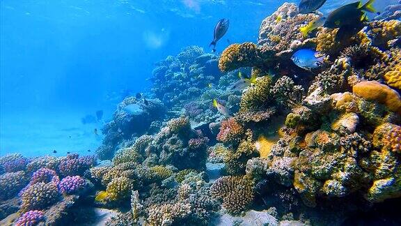 红海的海底珊瑚礁和许多鱼