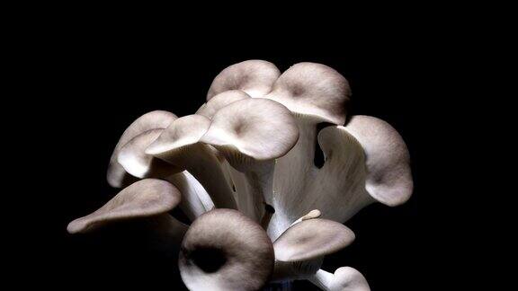 蘑菇生长时间流逝黑色背景DCI4K