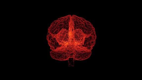 形成大脑细胞与血液循环的结合