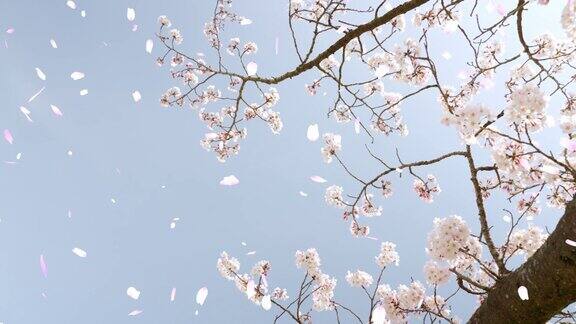 樱花盛开的蓝天和飘落的花瓣“CG合成”