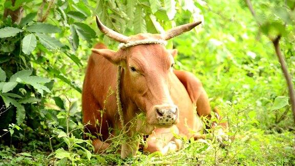 一头牛躺在牧场上反刍食物