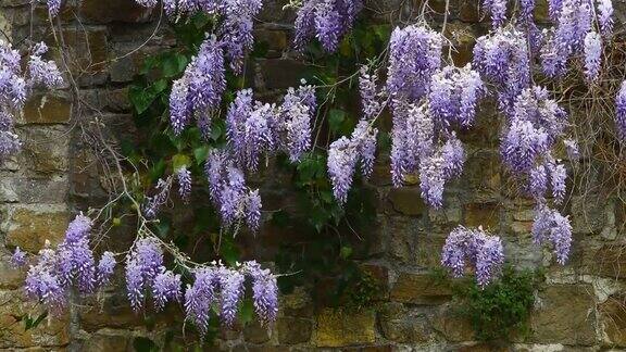 春天在佛罗伦萨古老的墙壁上盛开的紫藤花春天的季节意大利