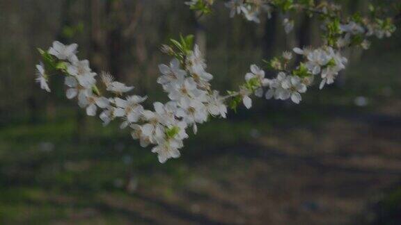 野生梅花盛开在绿色在水平格式时间推移4k视频核果的花朵在春天开花