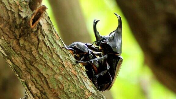 犀牛甲虫繁殖季节的繁殖