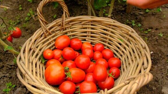 男性农民在花园里收获西红柿有选择性的重点食物