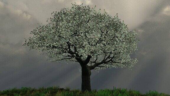阳光下的樱桃树