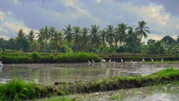 稻田里一群白鹭的慢镜头田地里满是泥水准备种水稻美丽的乡村景象东南亚旅游