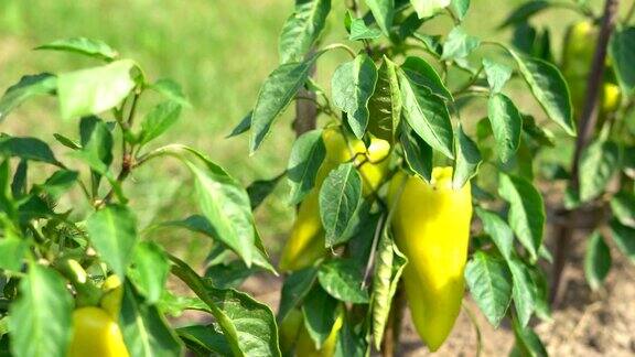 一个黄色的大辣椒在树枝上成熟农场的菜园温暖的阳光明媚的日子FullHD
