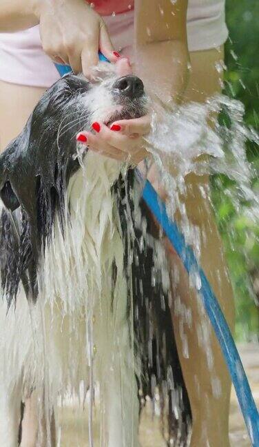 夏天一位女主人在花园里给她的边境牧羊犬洗澡