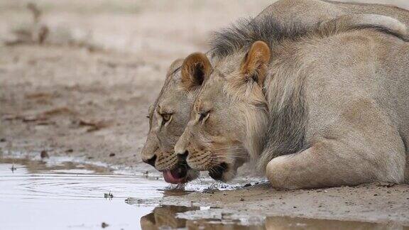 南非喀拉哈里沙漠非洲狮在水坑里饮水