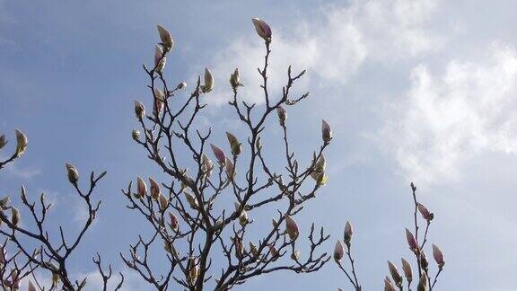 木兰树对抗蓝天时光流逝与轻云