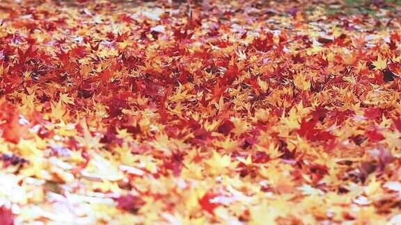 枫叶和秋叶慢慢地飘落