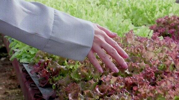 用手触摸婴儿沙拉植物