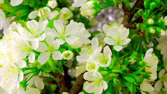 白色樱桃树花