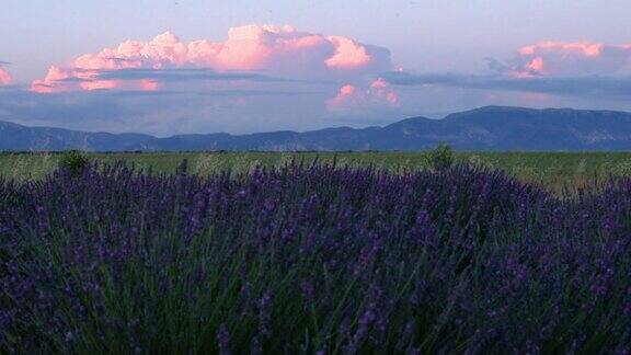 法国南部普罗旺斯瓦朗索平原薰衣草田上的日落