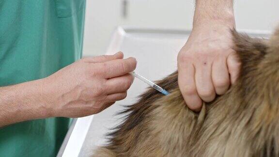 缅因猫正在兽医办公室接种疫苗