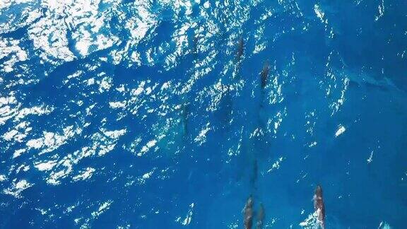 一群海豚在印度洋游泳