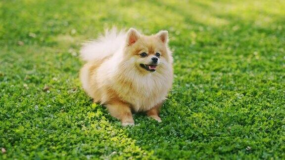 最可爱的纯种博美犬在草坪上休息看着相机最优质的狗品种标本显示它的聪明可爱和毛茸茸的美丽彩色升高人像拍摄