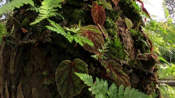热带雨林中树皮树上的蕨类和秋海棠