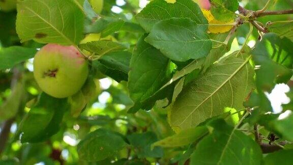特写男手摘青苹果我野生苹果树果树在花园里