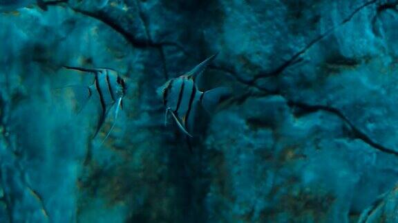 神仙鱼翼叶鳞在蓝色的水水族馆