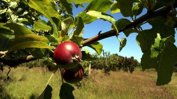 夏天果园里的初季苹果关闭了
