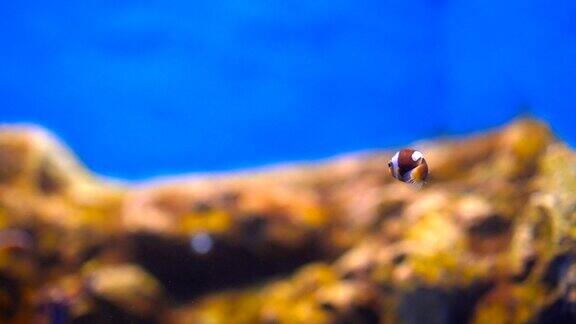 海葵鱼(小丑鱼)在海洋水族馆在水箱里游泳的小鱼可爱的小鱼和珊瑚礁