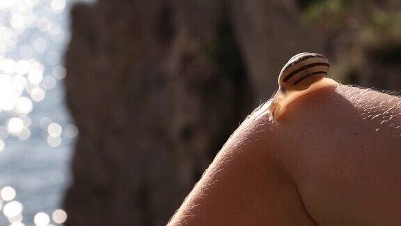 地中海沿岸蜗牛