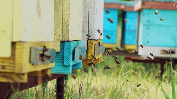 近距离观察工作蜜蜂