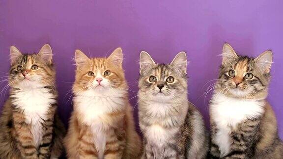 紫色背景上有四只西伯利亚小猫
