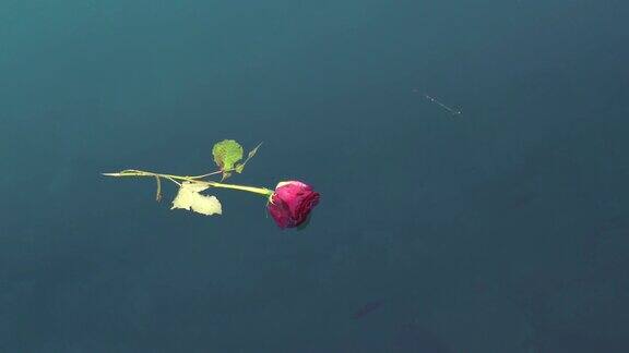 红玫瑰漂浮在海面上