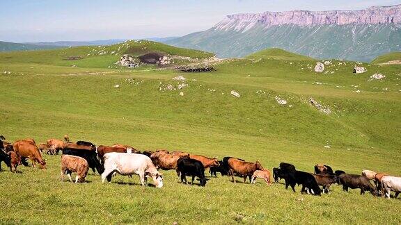在一个阳光明媚的夏日北高加索内陆高原脚下的高山绿色悬崖上牛群正在吃草在自然景观中养牛放牧黑色和棕色的奶牛
