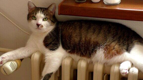 猫坐在暖气片上