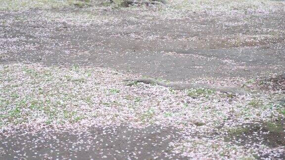 樱花花瓣在春风中翻滚的“慢动作”