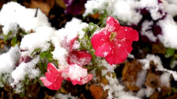 粉红色的花与雪