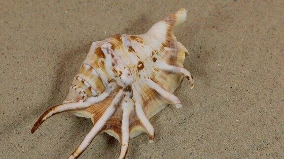 一个美丽的贝壳躺在沙丘上旋转