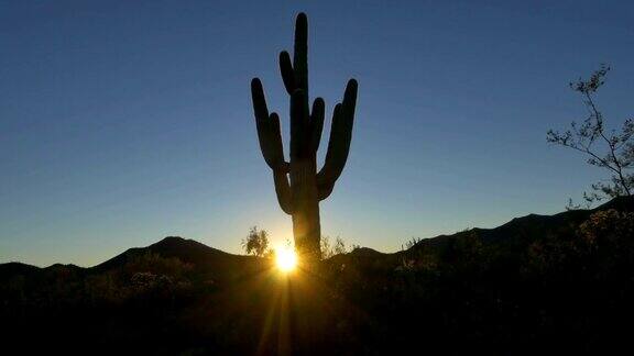巨大美丽的仙人掌剪影在亚利桑那州沙漠的金色日出