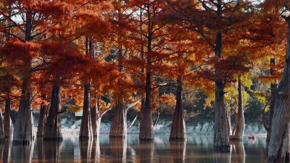 苏科俄罗斯水里的树和红针秋天的沼泽柏树在湖中倒影