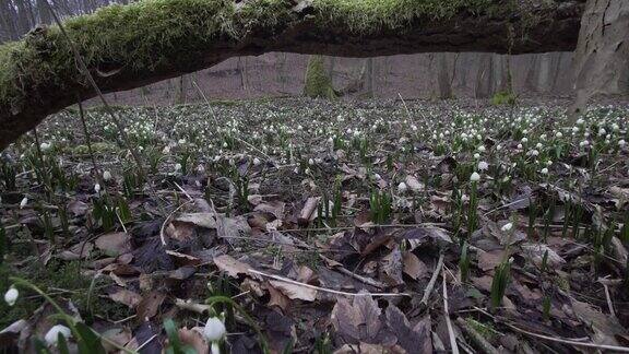 雪铃花(Leucojum)生长在倒下的树周围