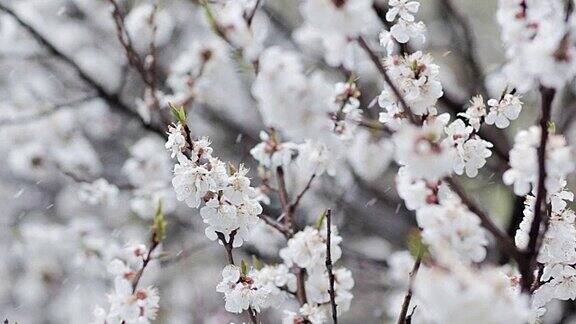 果树开花春天下雪