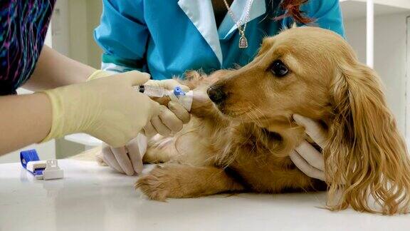 兽医在狗的爪子上放置导尿管在兽医诊所的4K服药