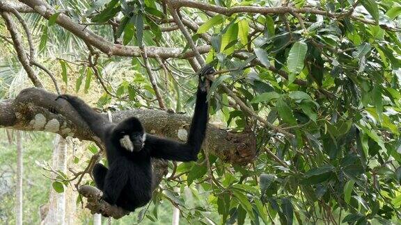 黑长臂猿骑在树枝上