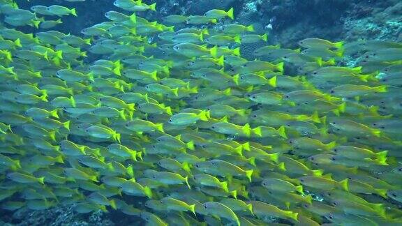 在水下游泳的一群大眼鲷鱼(LutjanusLutjanus)亮黄色和绿色