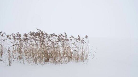 在结冰的湖岸干燥的芦苇与暴风雪搏斗
