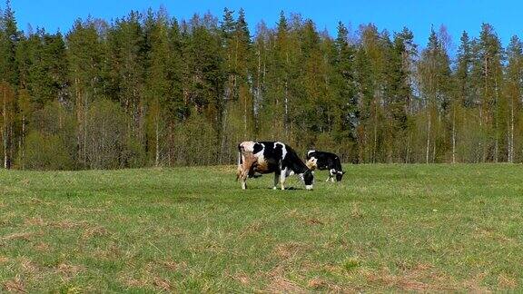 黑色带白色斑点的母牛在田野上吃草