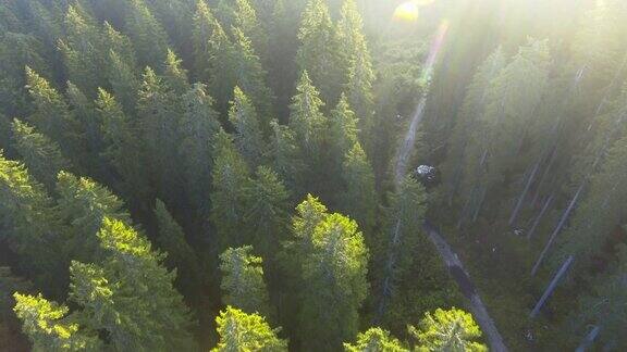 天线:松树林上方的阳光