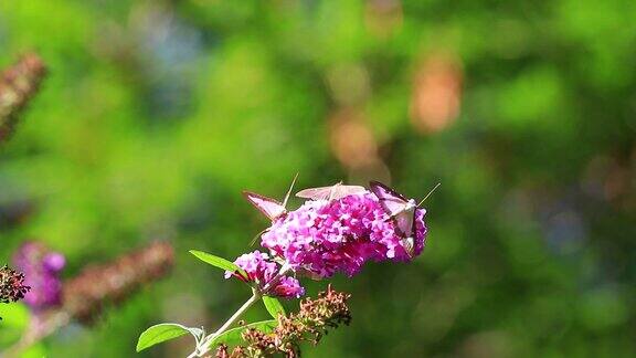 箱形树蛾蝴蝶在吃夏天丁香花或蝴蝶花丛上的花蜜