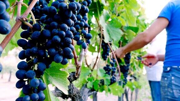 意大利葡萄园工人在采摘葡萄